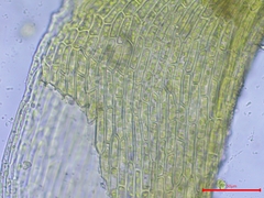 Trichodon cylindricus