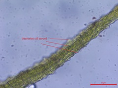 Trichodon cylindricus