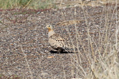 Syrrhaptes paradoxus