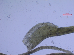 Trichodon cylindricus