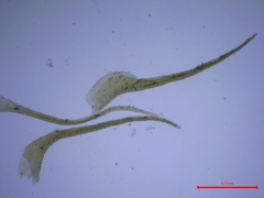 Trichodon cylindricus