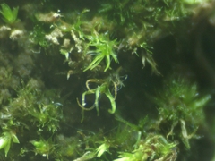 Trichodon cylindricus