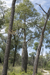 Brachychiton rupestris