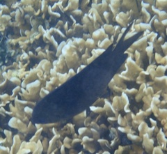 Acanthochromis polyacanthus