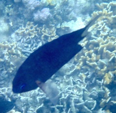 Acanthochromis polyacanthus