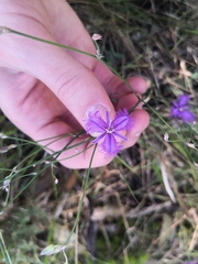 Thysanotus tuberosus
