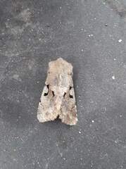 Orthosia gothica