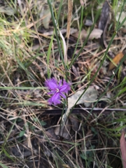 Thysanotus tuberosus