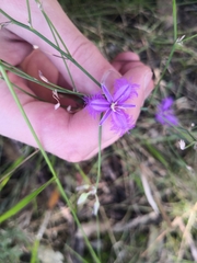 Thysanotus tuberosus