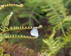 Candalides xanthospilos