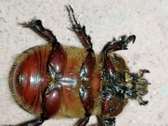 Phyllognathus excavatus