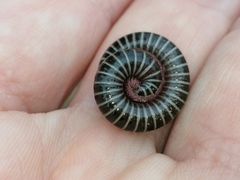 Ommatoiulus diplurus