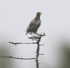 Haliaeetus pelagicus