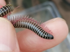 Ommatoiulus diplurus