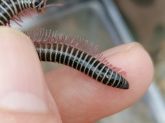 Ommatoiulus diplurus