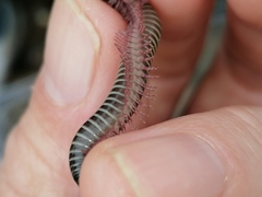 Ommatoiulus diplurus