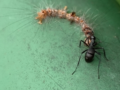 Myrmhopla