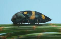 Astraeus