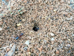 Camponotus barbaricus