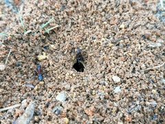 Camponotus barbaricus