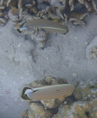 Chaetodon lunulatus
