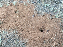 Camponotus barbaricus