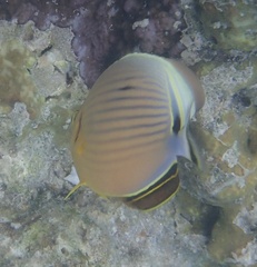 Chaetodon lunulatus