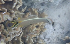 Chaetodon lunulatus