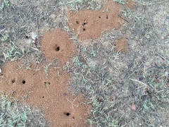 Camponotus barbaricus