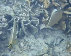Chaetodon lunulatus
