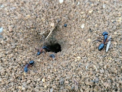 Camponotus barbaricus