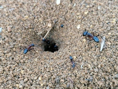 Camponotus barbaricus