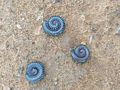 Ommatoiulus diplurus