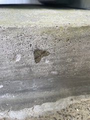 Hydrillodes lentalis