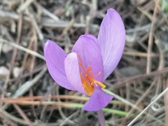 Crocus serotinus