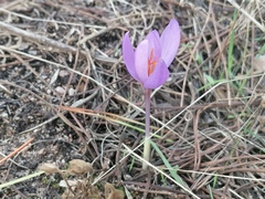 Crocus serotinus