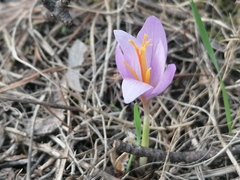 Crocus serotinus