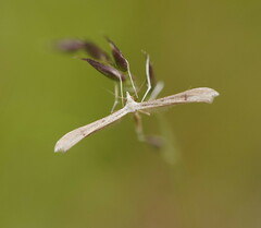 Stenoptilia zophodactylus