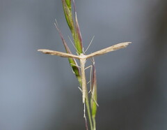Stenoptilia zophodactylus