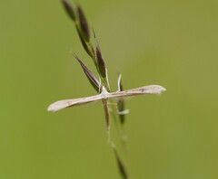 Stenoptilia zophodactylus