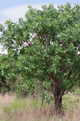 Terminalia brachystemma image