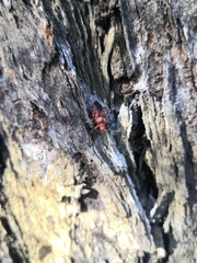 Tegea atropicta