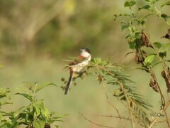 Lanius collurioides