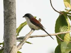 Lanius collurioides