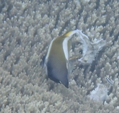 Heniochus varius