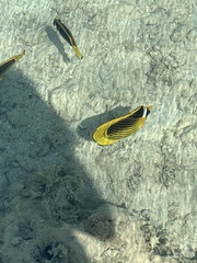 Chaetodon fasciatus