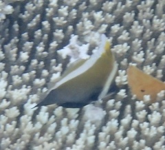 Heniochus varius