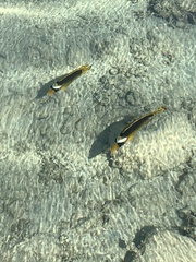 Chaetodon fasciatus
