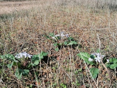 Mandragora autumnalis