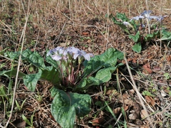 Mandragora autumnalis